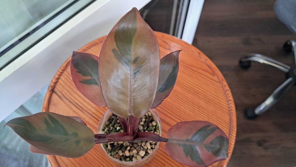 Philodendron Black Cardinal variegated