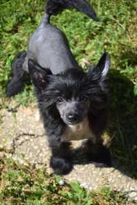 Chinese Crested Dog