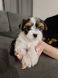 Suczka York biewer Terrier