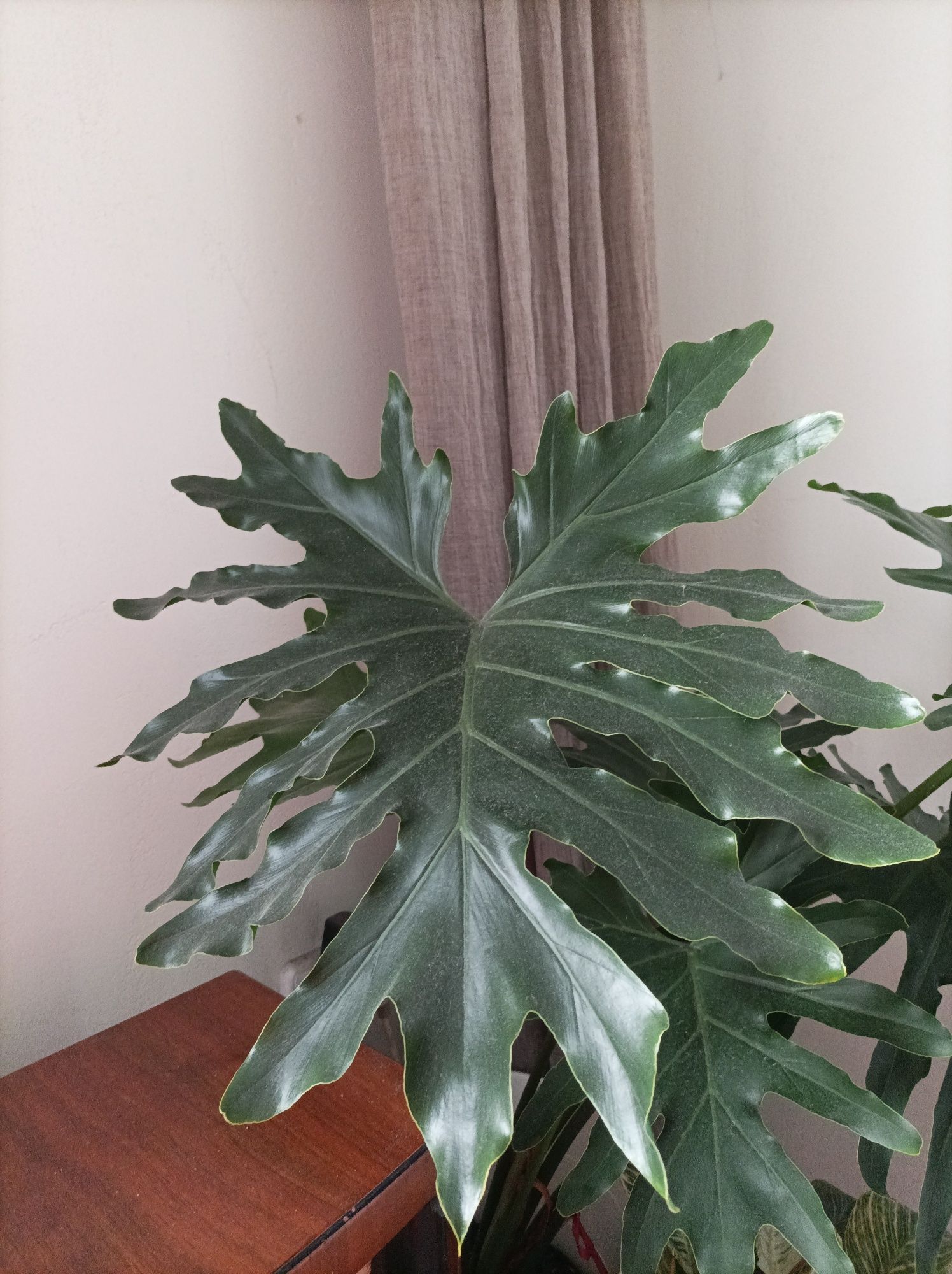 Philodendron Solleum 8 liści