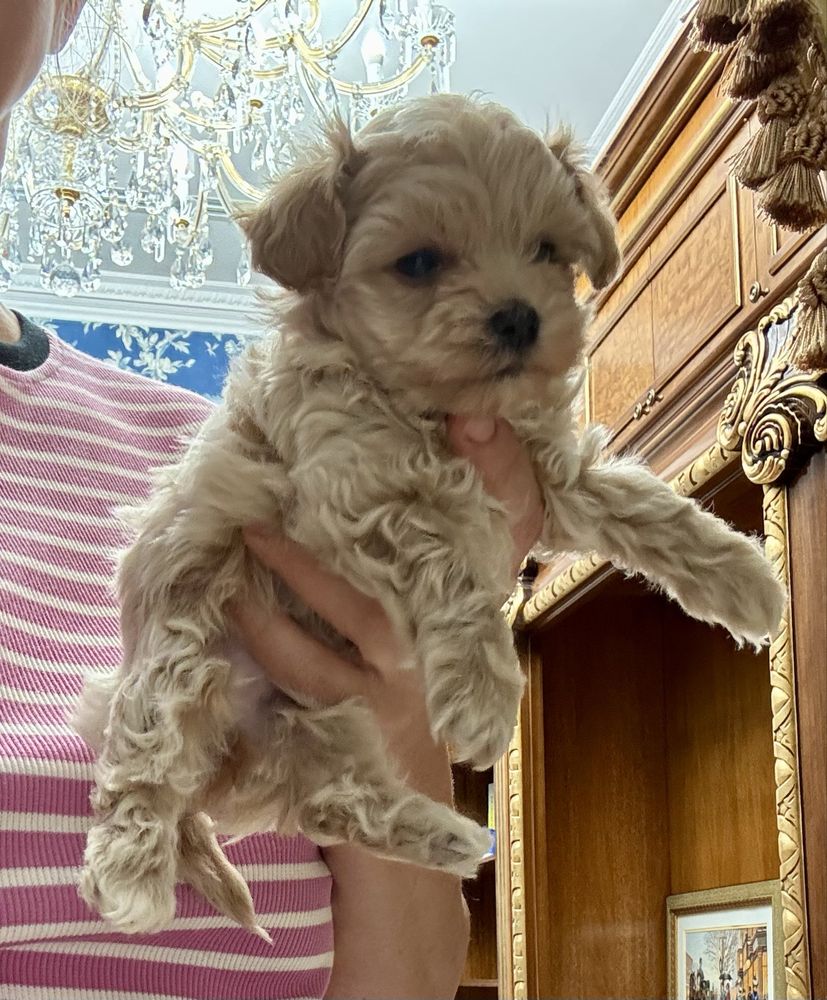 Мальтипу ф1 микро девочка