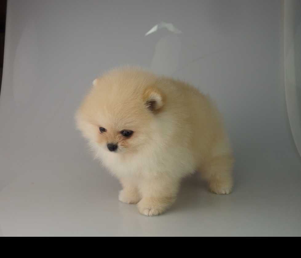 Pomeranian MIŚ szpic miniaturowy
