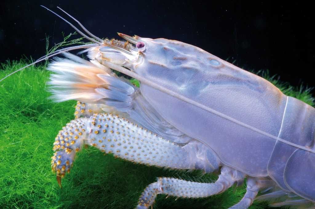 Krewetka gabońska - Atya gabonensis - dowóz, wysyłka