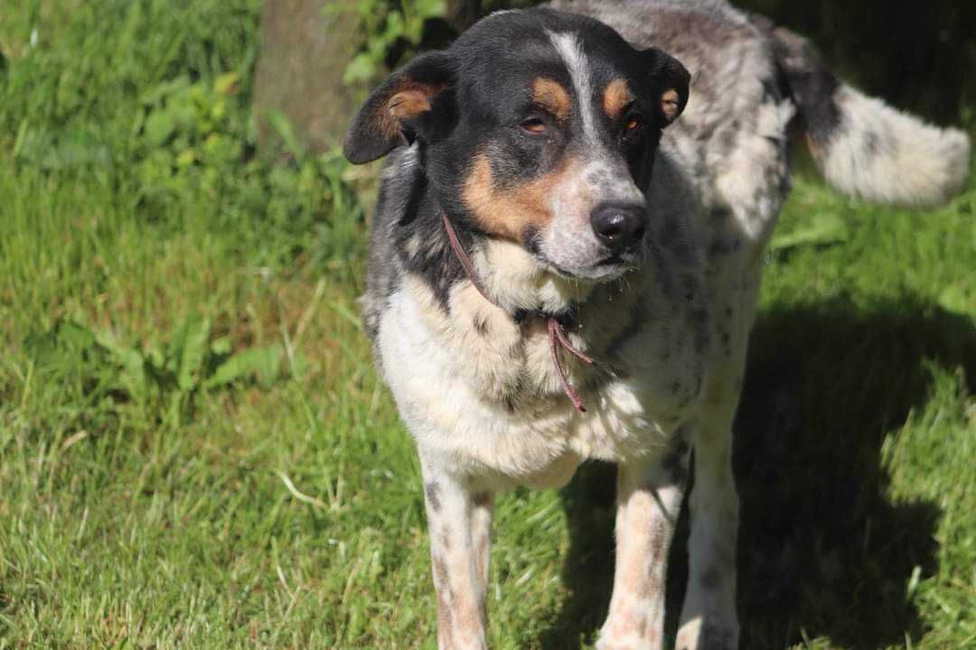 MAX spójrz pokochaj adoptuj