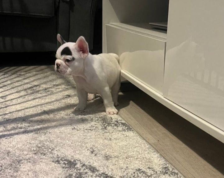 Buldog Francuski Suczka
