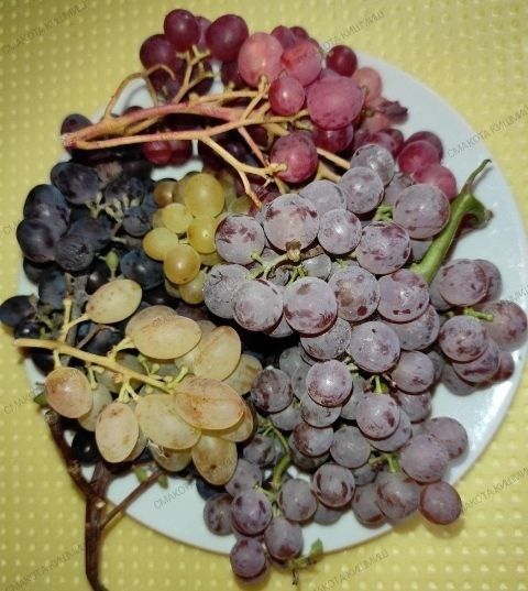Саджанці винограду кишмиш: Юпітер, Рілайнс Пінк Сідлес ...