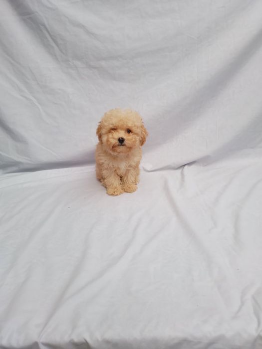 Продам щенка мальтипу