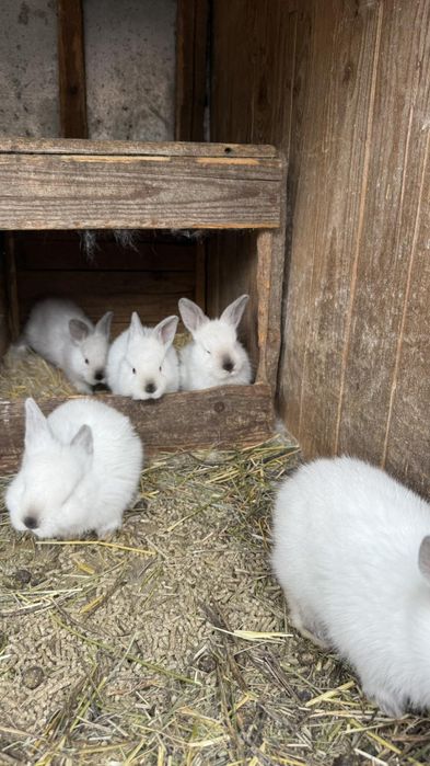 Продам кроликів Каліфорнія