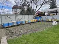 Пасіка вулики з бджолами вулики дадан на 24 рамки двохкорпусні