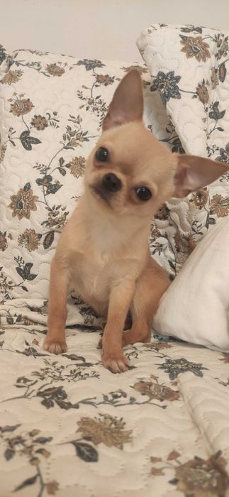 Chihuahua suczka xxs mini beżowa na kolanka ZKwP FCI
