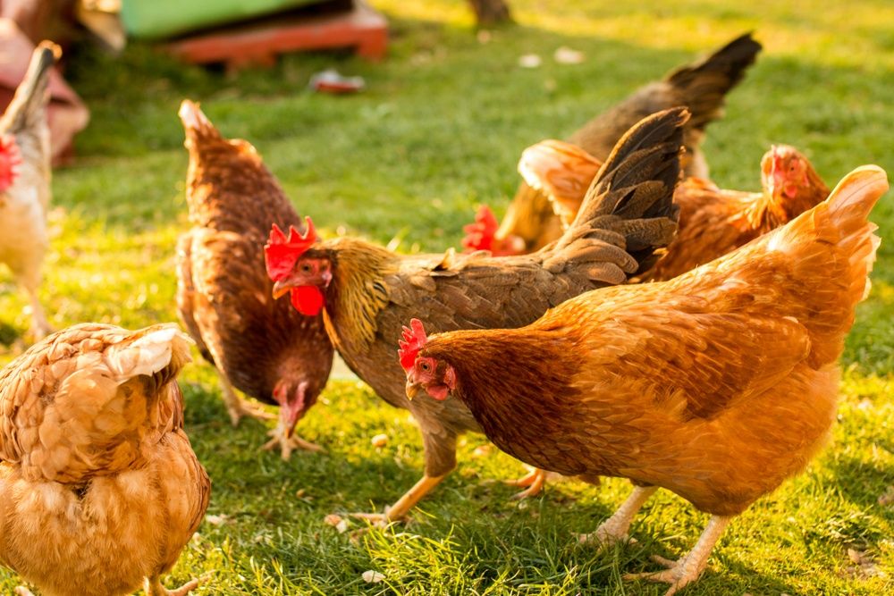 Kury nioski Leghorn Strumień już niosą