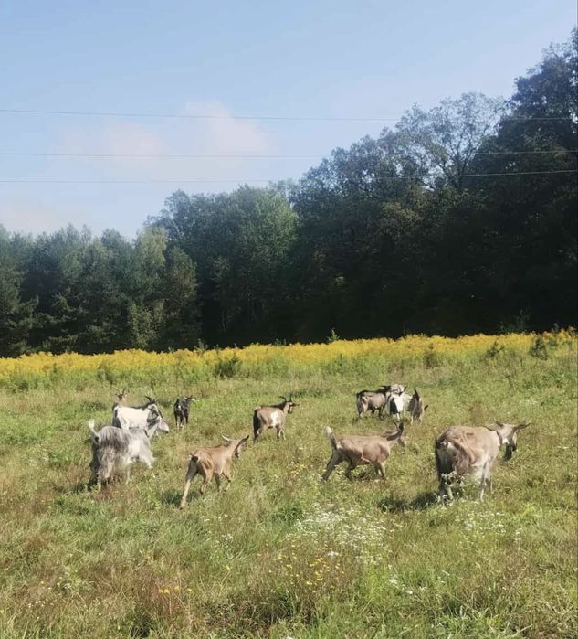 Sprzedam młode kozy