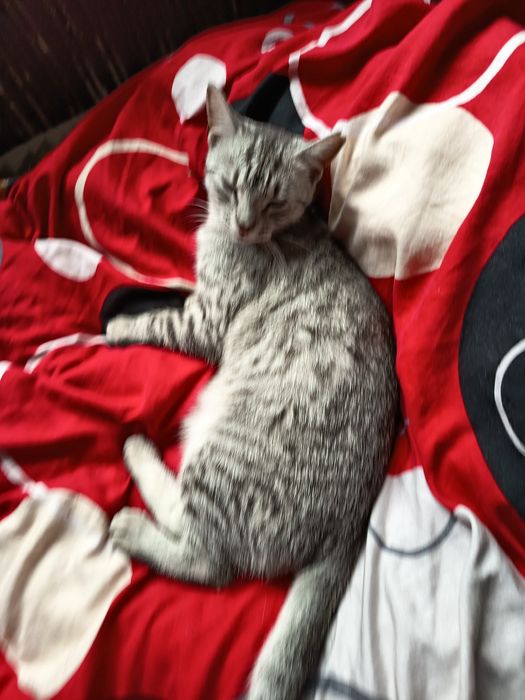 Zaginiony zwierzęta  znalezienia kotkow porzuconych