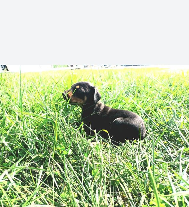 Doberman- suczka