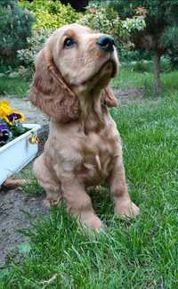 Piesek cocker spaniel angielski