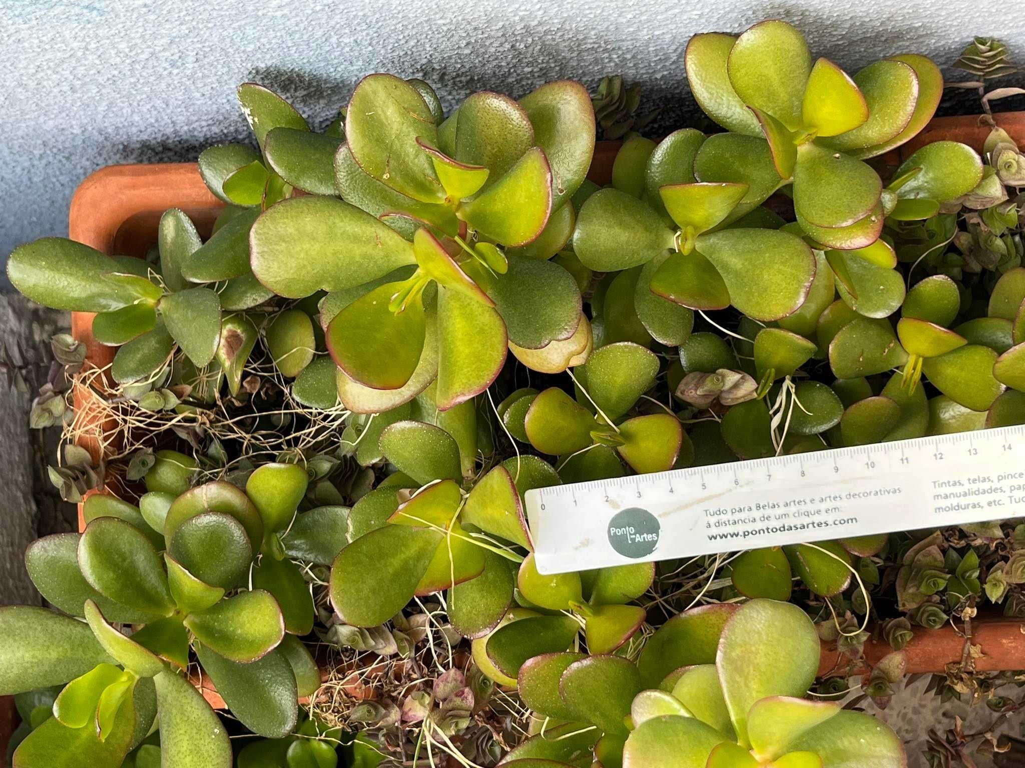 Planta Jade ou árvore da amizade