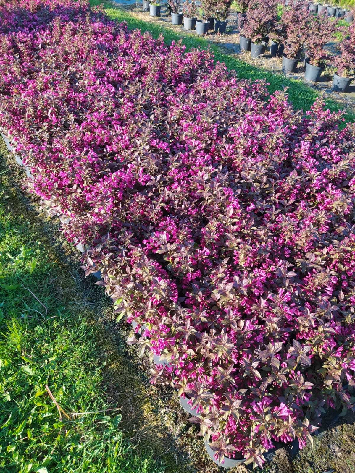 Krzewy ozdobne, Weigela 'Black Minor'