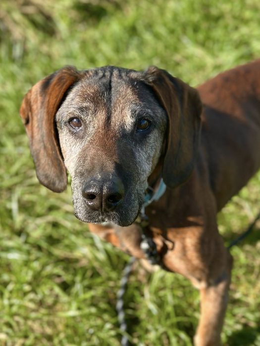 Trio, senior posokowiec bardzo źle znosi Schronisko