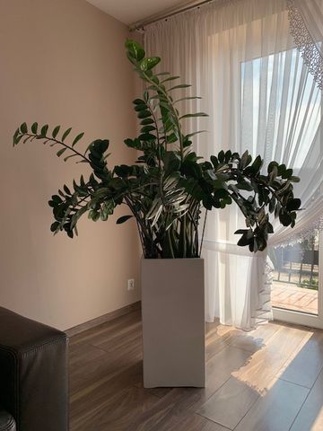 Kwiat duzy z doniczką Zamioculcas 160 cm