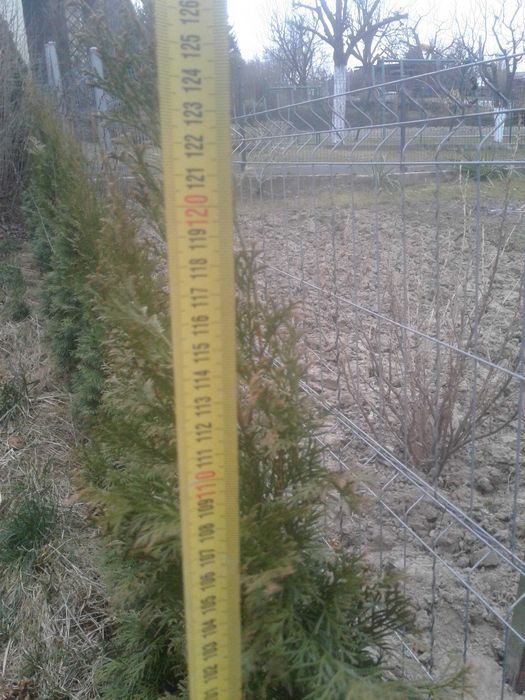 tuja szmaragd żywotnik golden  140 cm