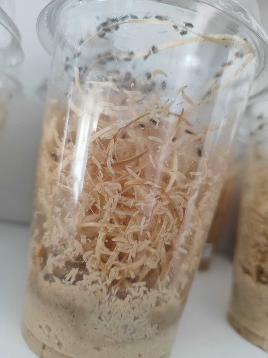 4 szt. muszki D. Hydei D. Melanogaster + wysyłka