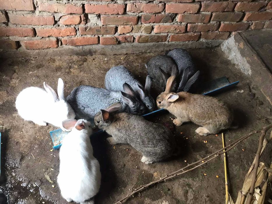 Продам племінних кролів та молодняк.