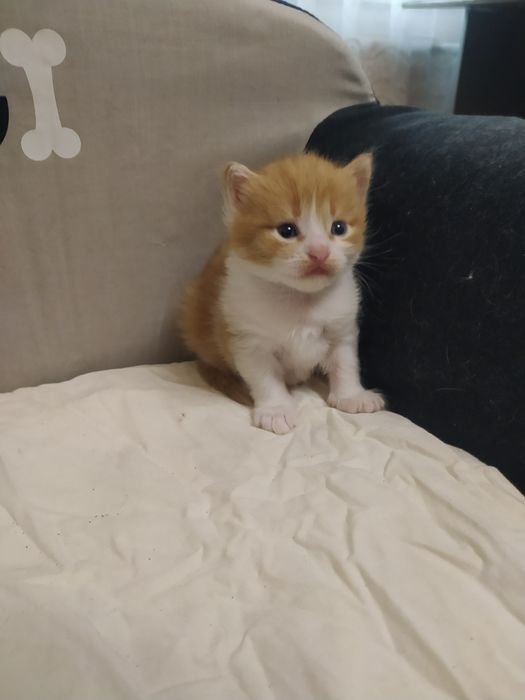 Віддам кошенят в добрі руки