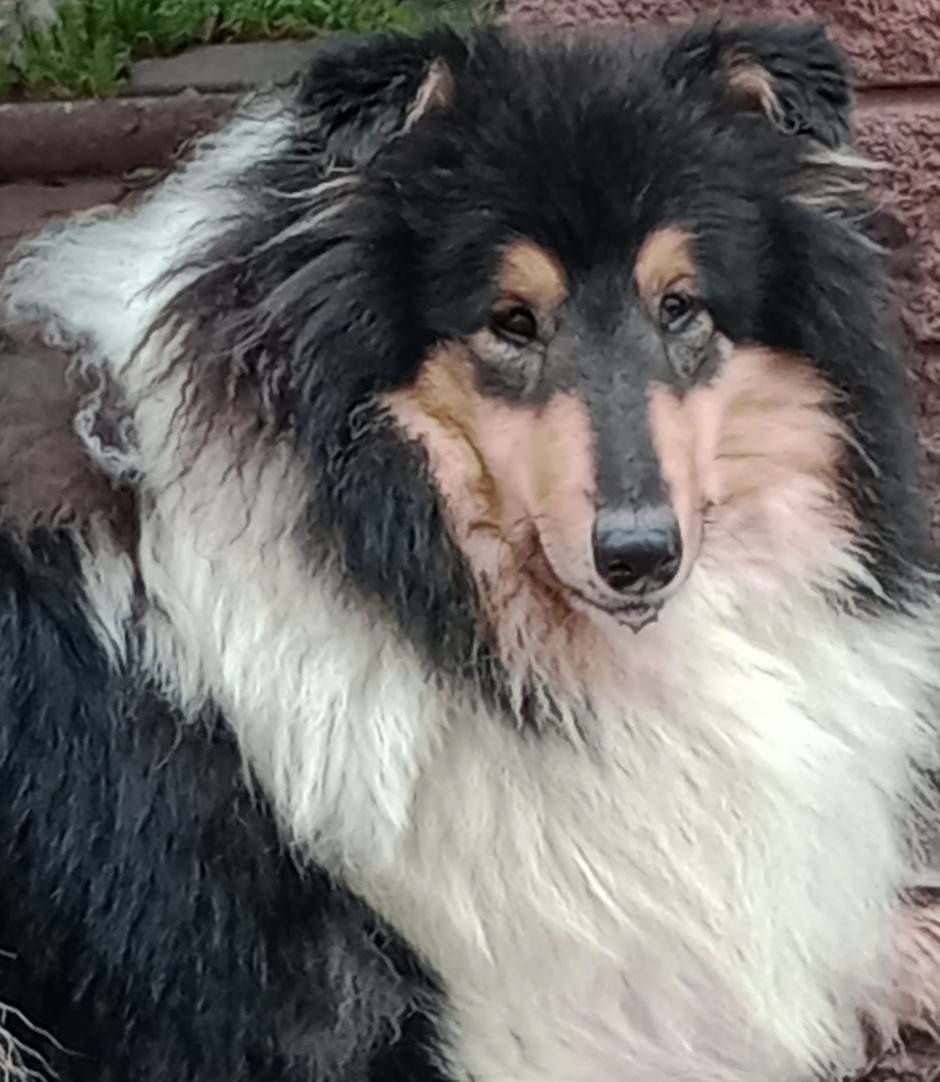 Owczarek szkocki collie ZKwP