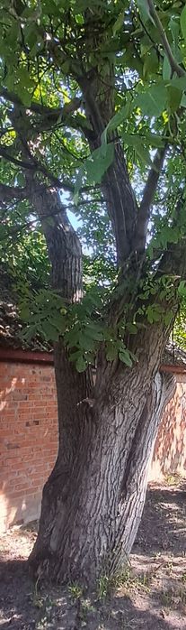 Дерево грецького горіха, 11 дерев