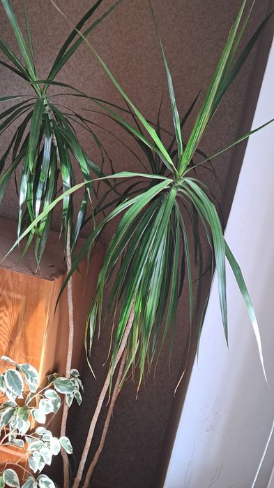 Драцина обмін на орхідею