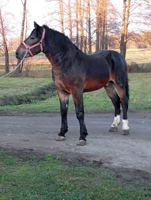 Sprzedam ogiera dwa lata