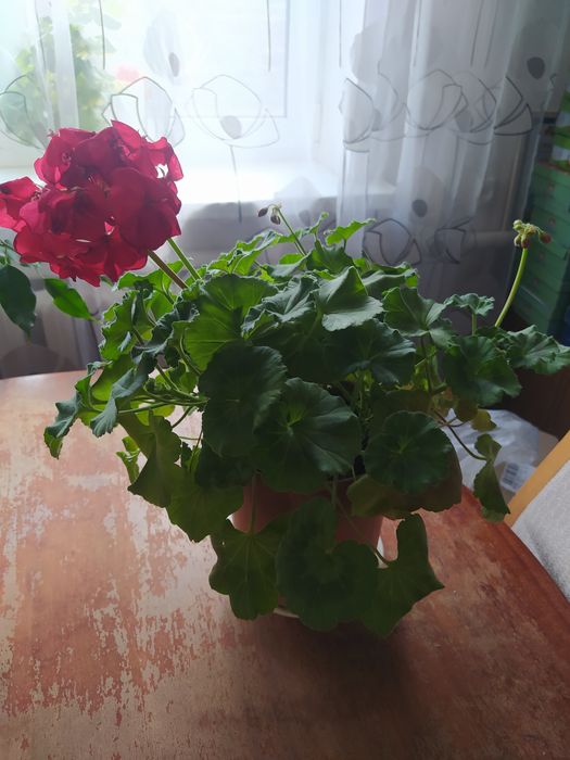Герань пеларгонія яскраво червона