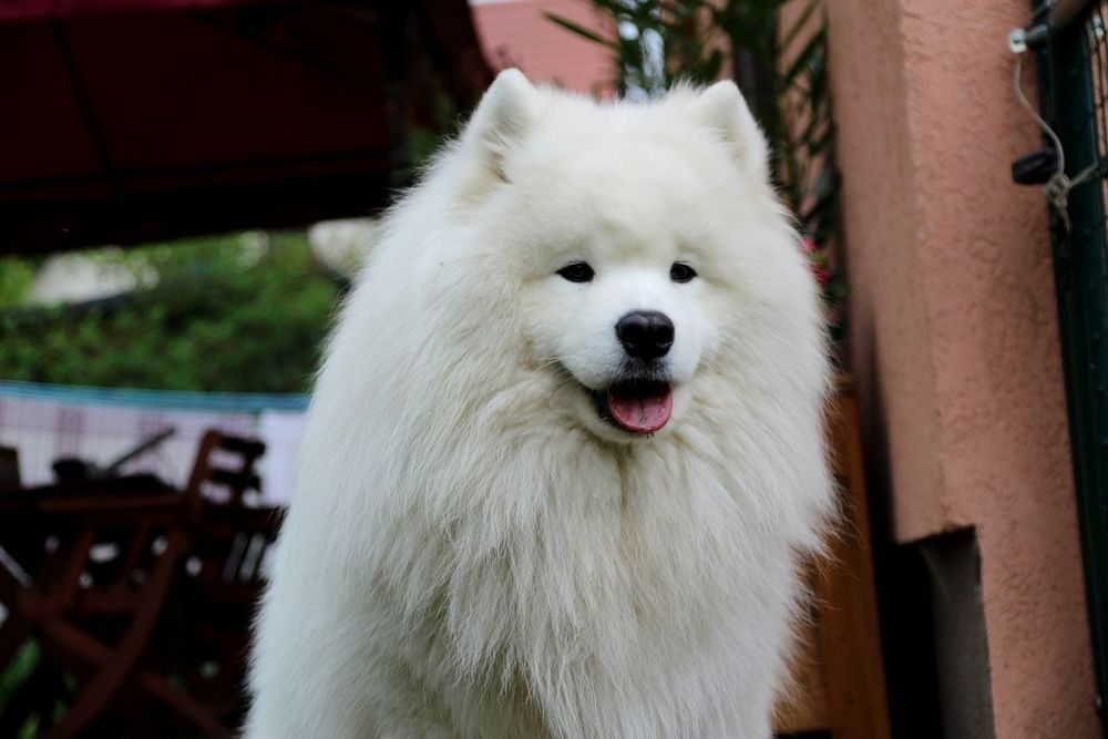 Samoyed FCI listopad/grudzień