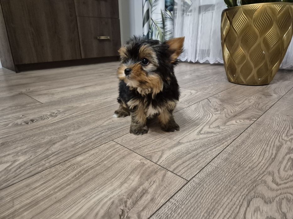 York piesek dwumiesięczny