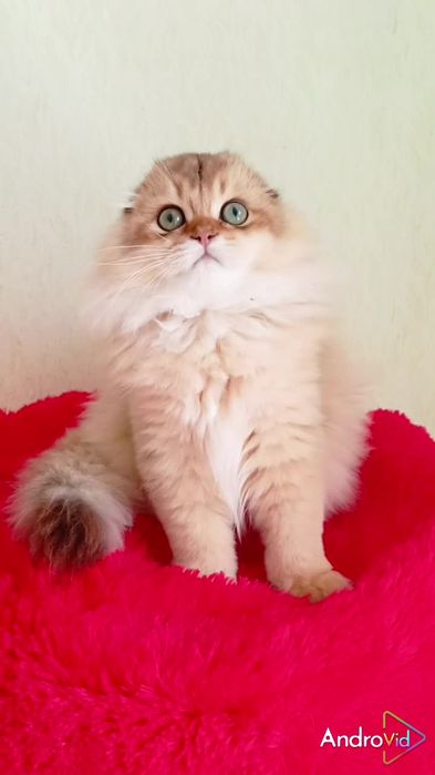 Дуже лагідний хлопчик золота шиншила Хайленд. Шотландський висловухий