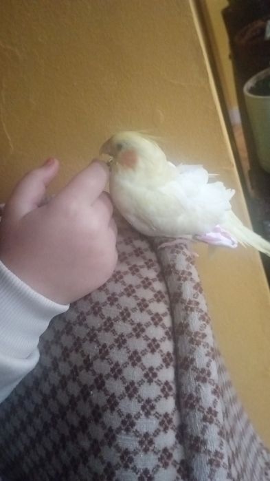 Caturras domésticadas criadas a mão