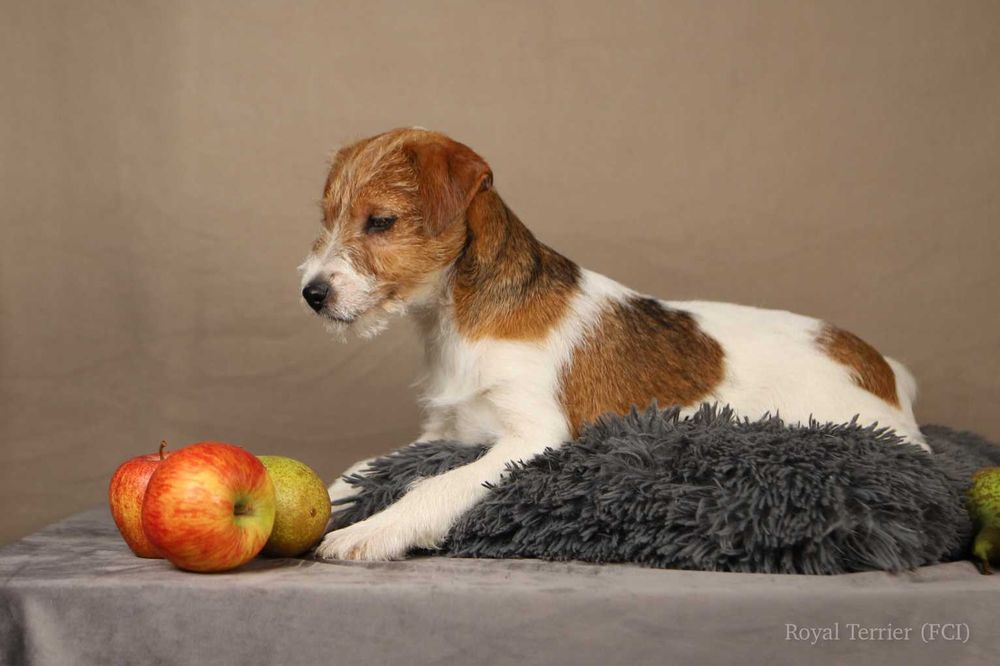 piesek Jack Russell terrier ZKWP/FCI