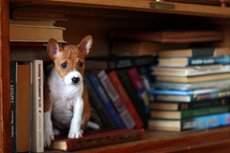 ПBasenji для резервування басенджи! Руде щастя!
