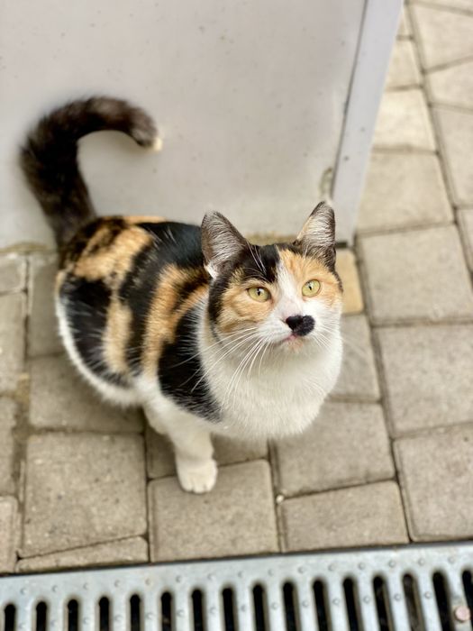 Трьохколірна кішечка шукає сімʼю