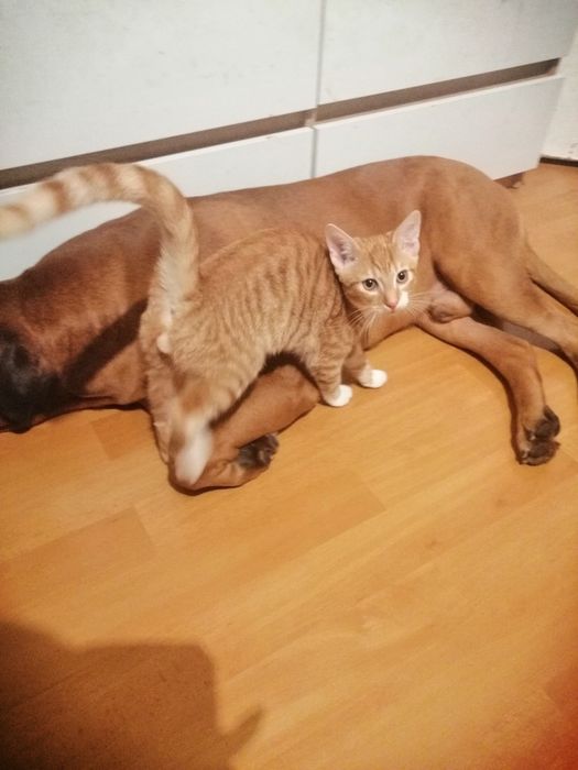 Kotek kot kocurek