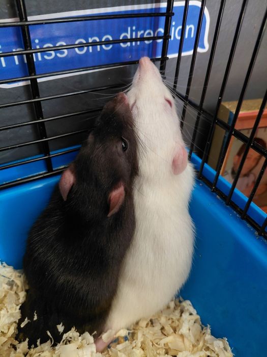 Szczurki siostry czarna i biała