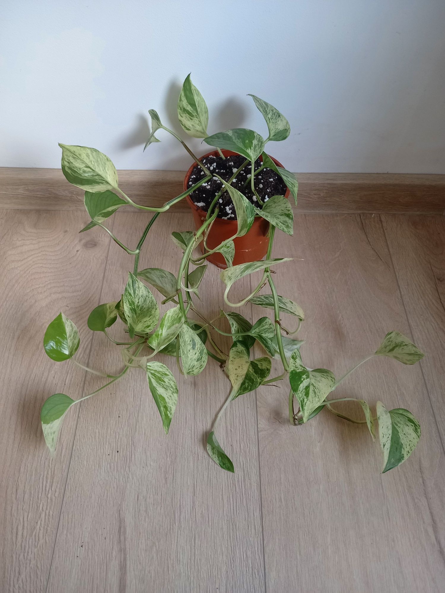 Epipremnum marble queen duża sadzonka