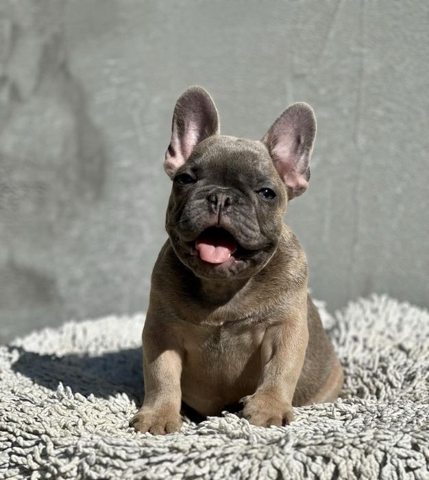 Супер французики с документами