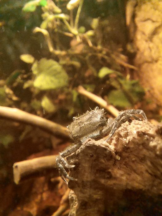 Krab mekong ( Mekhong thelphusa)