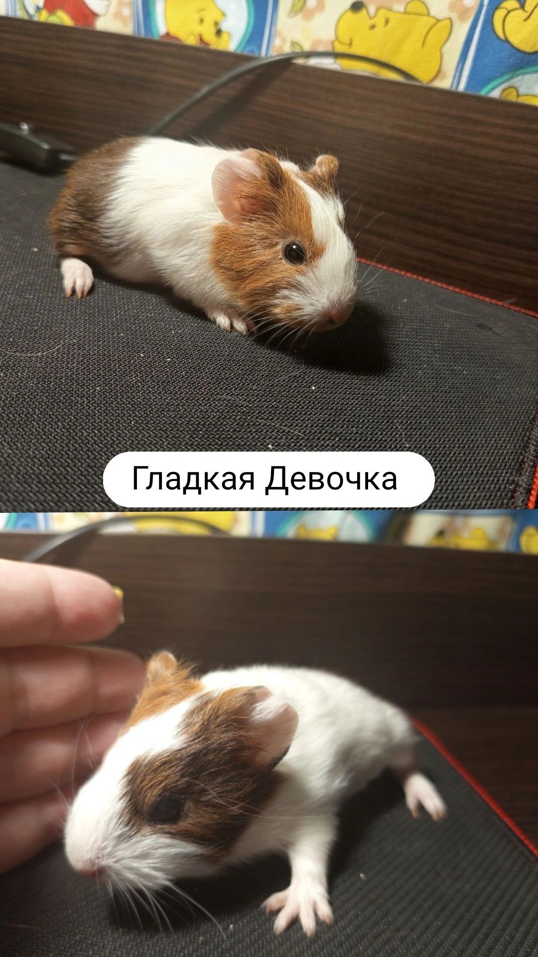 Морская свинка свинки морские
