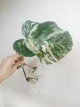Monstera deliciosa variegata ukorzeniona
