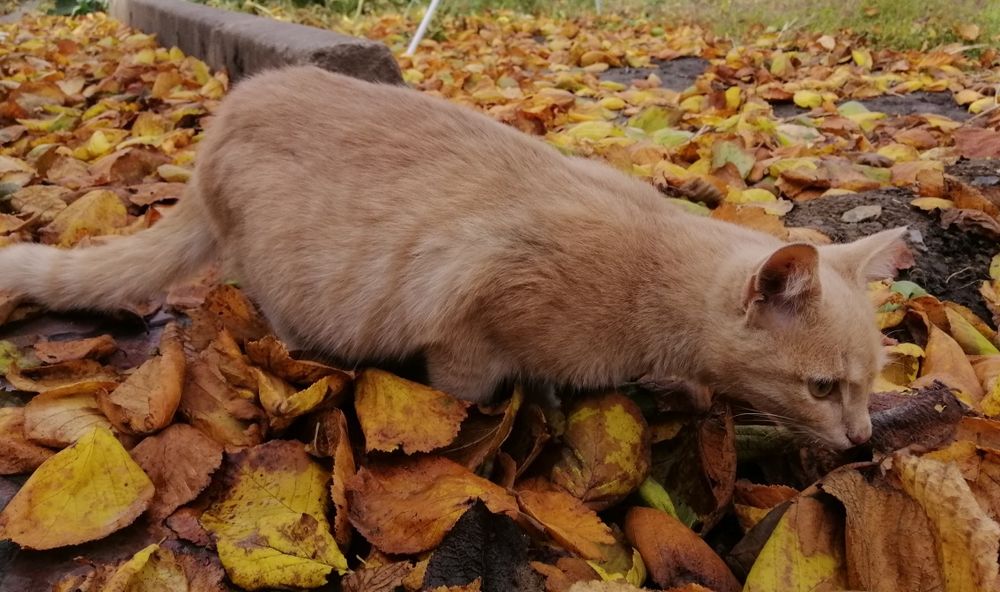 Загублене кошеня