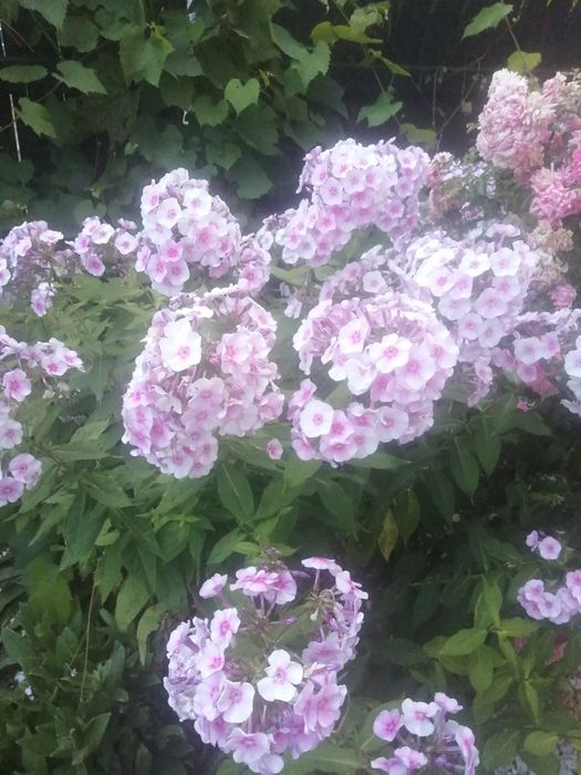 Floksy różowe ogrodowe