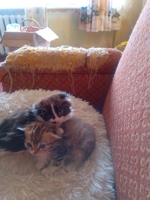 Кошенята безплатно висловухі