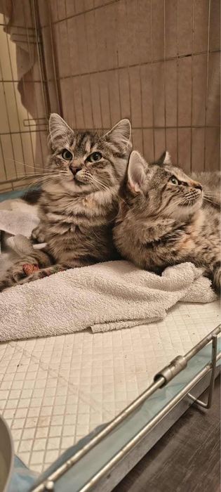Greta i Alma - koteczki do adopcji
